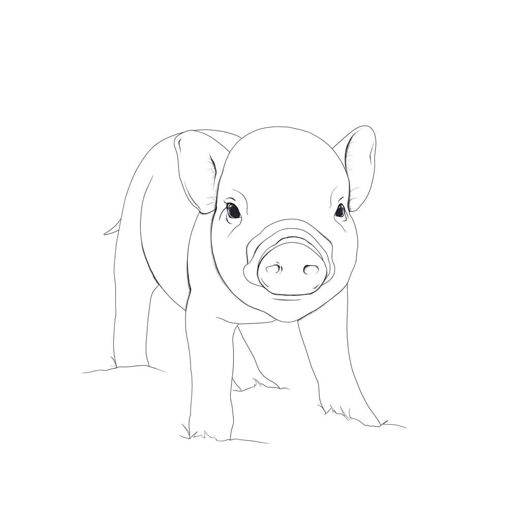 Animal Illustrations